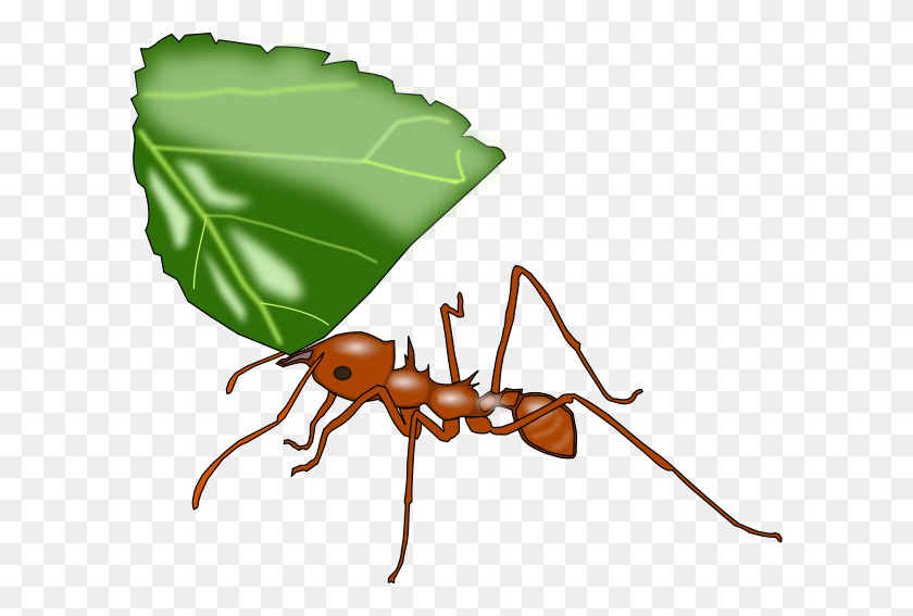 600x507 Atta Ant Png Clip Arts For Web - Ant PNG