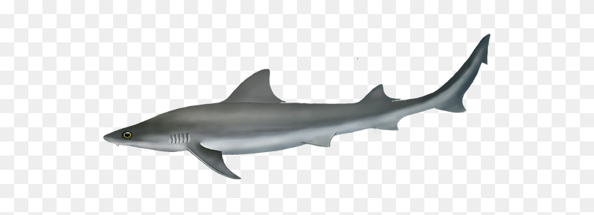561x244 Australian Weasel Shark Oceanscape Network - Great White Shark PNG
