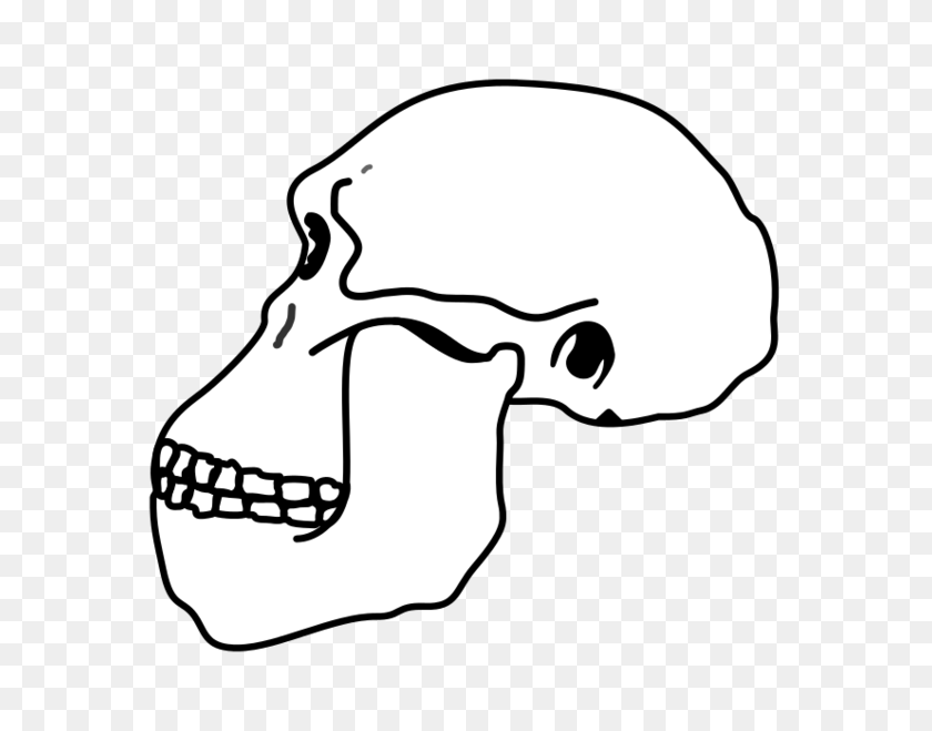 652x599 Australopithecus Cráneo - Calavera Png