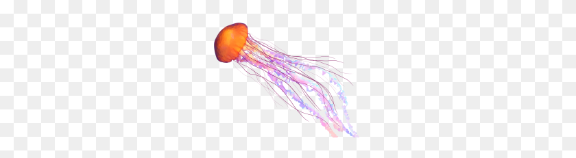 228x171 Author - Jellyfish PNG