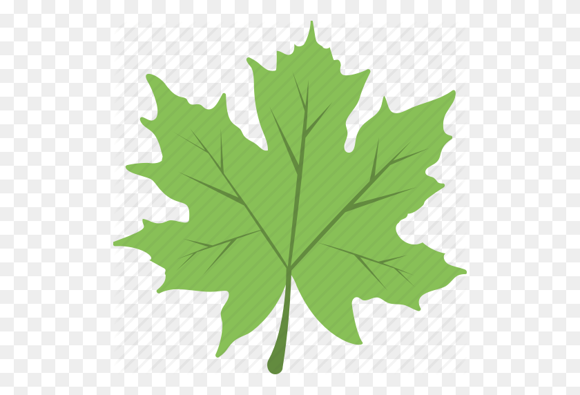 512x512 Autumn, Foliage, Leaf, Maple Leaf, Nature Icon - Foliage PNG