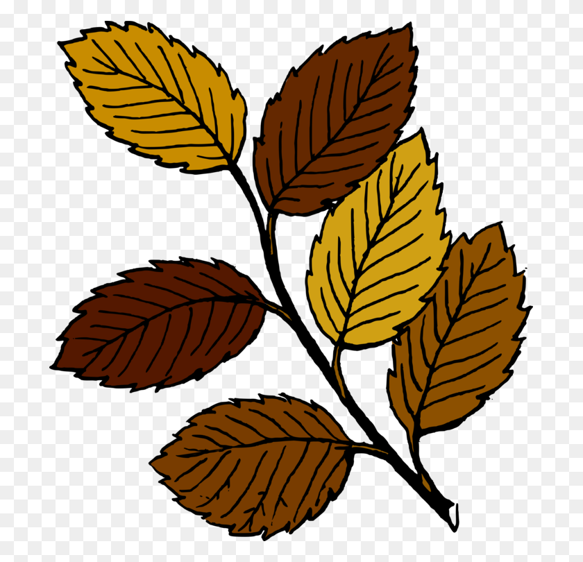 697x750 Autumn Leaf Color Cartoon Drawing - Clipart Leaves