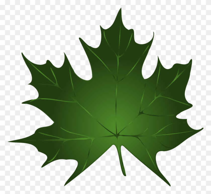 820x750 Осенний Цвет Листьев Зеленого Клена - Бесплатный Клип-Арт Осенние Листья