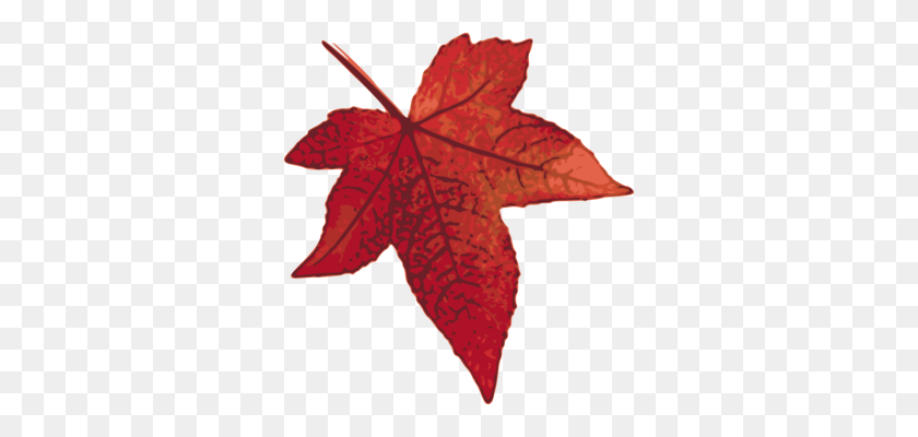 320x340 Осенний Цвет Листьев Японского Клена Кленовый Лист Acer Shirasawanum Бесплатно - Японский Клен Png