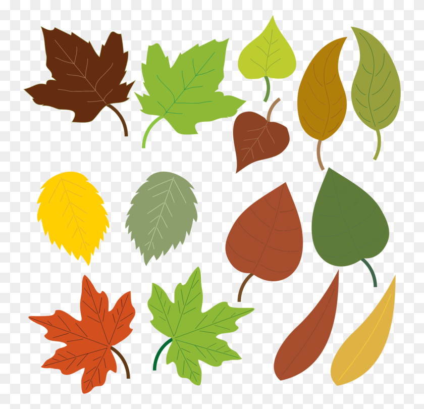 748x750 Осенний Цвет Листьев Кленового Дерева - Дерево Клипарт Без Листьев