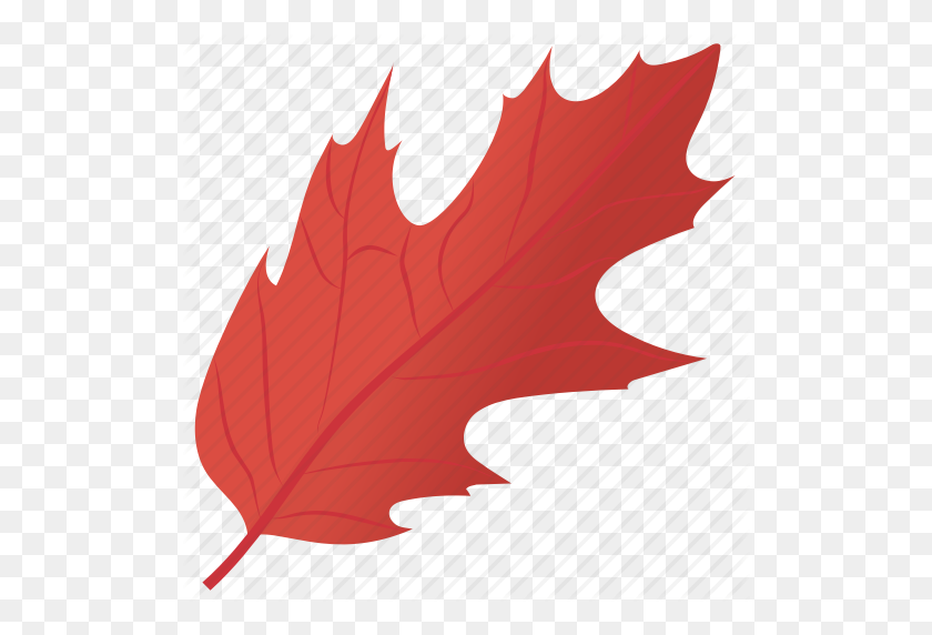 512x512 Autumn Leaf, Holly Leaf, Leaf In Fall, Mistletoe Leaf, Oak Leaf Icon - Holly Leaves PNG