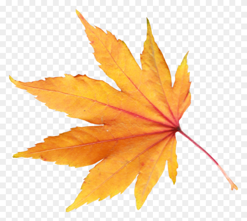 850x754 Autumn Leaf Png - Maple Tree PNG