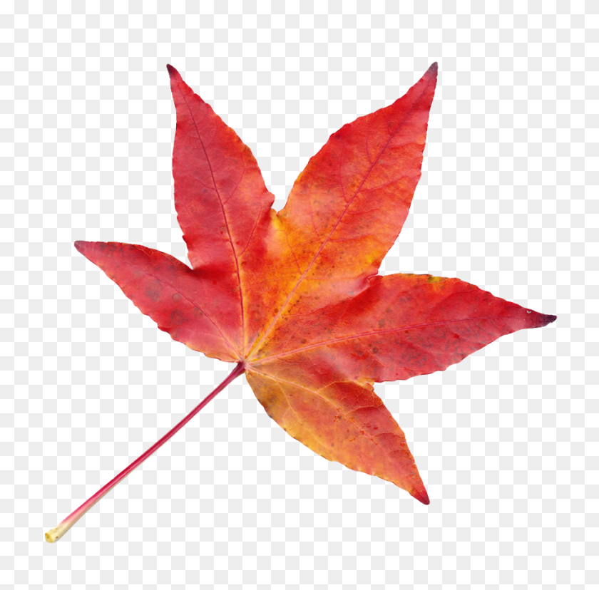 902x889 Autumn Leaf Png Image - PNG Leaf
