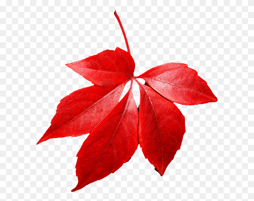 600x606 Осенний Лист Png Изображения - Листья Деревьев Png