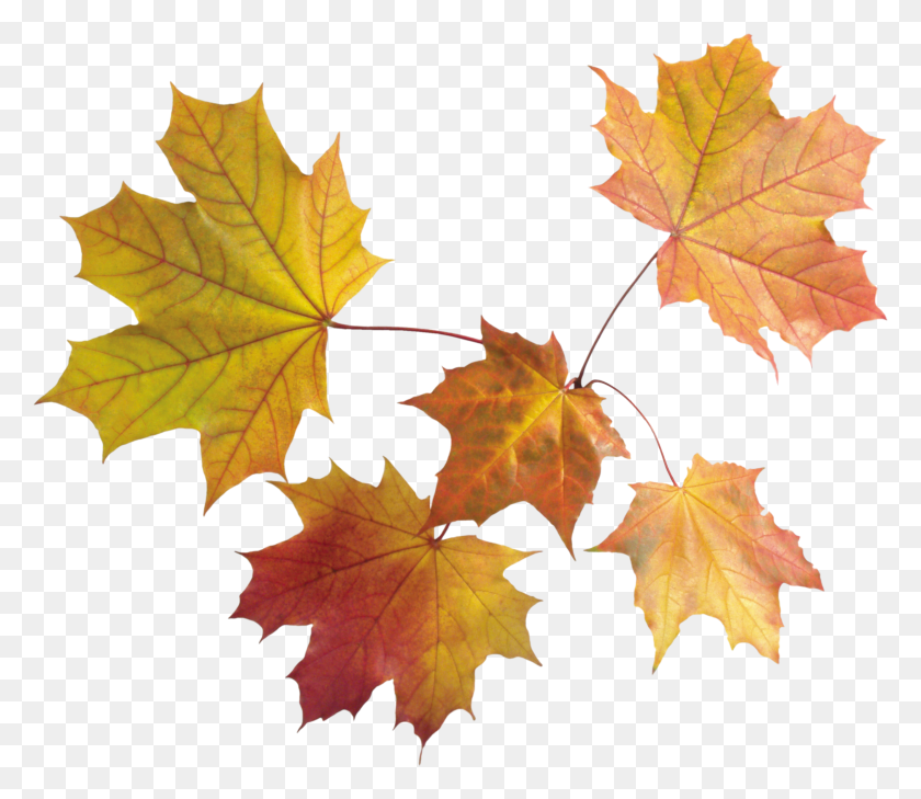 2657x2281 Autumn Leaf Png Image - Forest Background PNG
