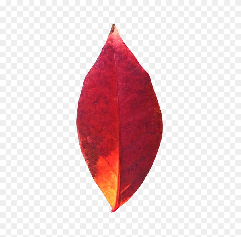 500x768 Png Осенний Лист
