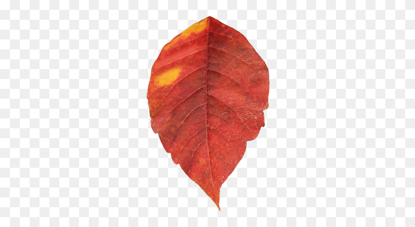 400x400 Autumn Leaf Single Transparent Png - Leaf Pile PNG