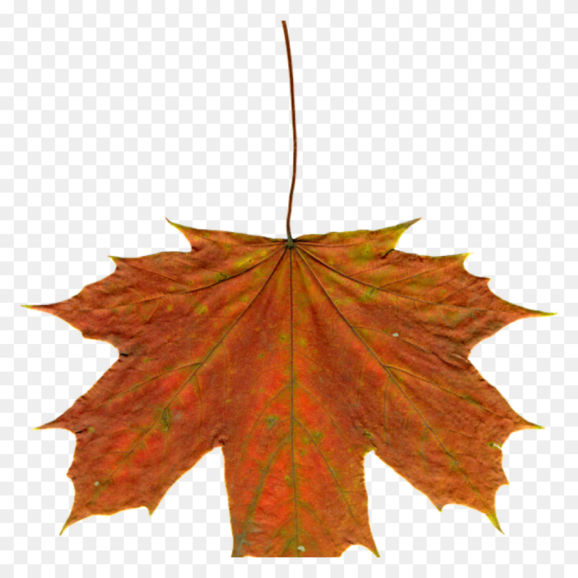 1024x1024 Autumn Leaves Clipart Heart Clipart House Clipart Online Download - Autumn Images Clip Art