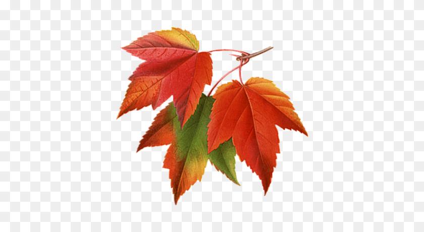400x400 Осенние Листья Коллаж Листья, Осень, Осенние Листья - Японский Клен Png