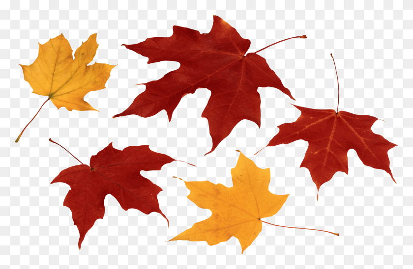 3696x2316 Autumn Leaves Free Download Clip Art - Thanksgiving Leaves Clipart