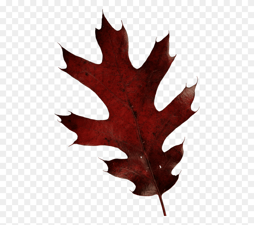 480x686 Autumn Leaves Png - Autumn Leaves PNG