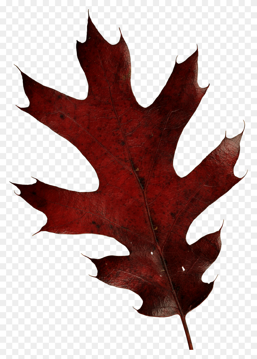 1803x2575 Autumn Leaves Png Image - Oak Leaf PNG