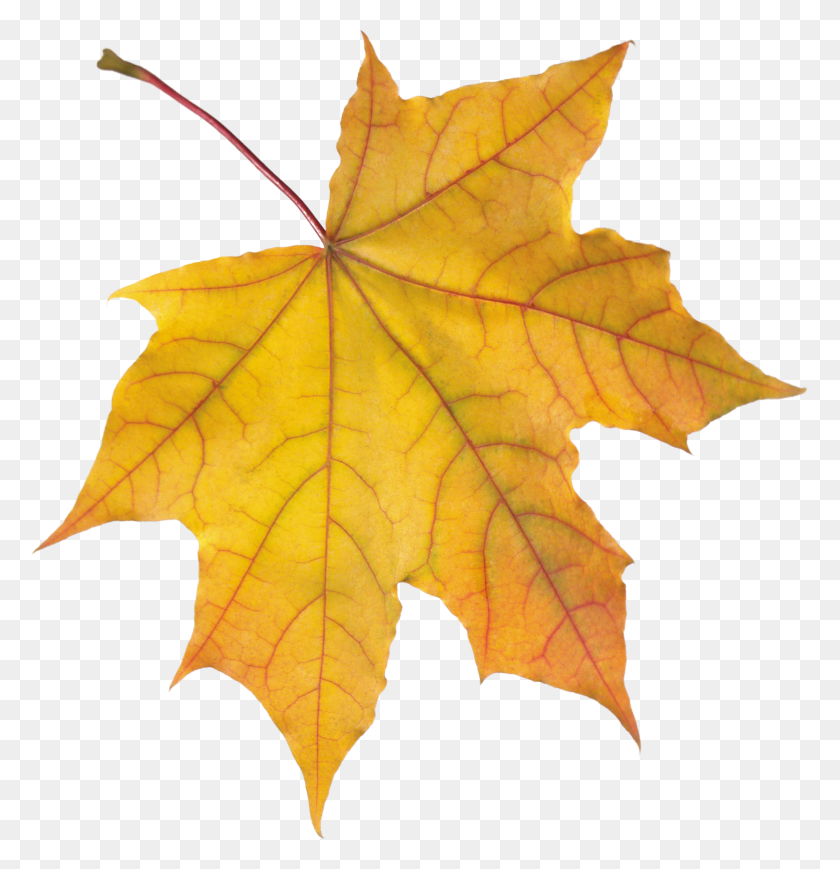 2348x2436 Autumn Leaves Png Images - Fall Leaves PNG