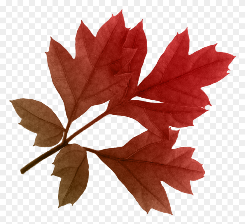 1024x928 Autumn Leaves Png Images, Free Png Yellow Leaves Pictures - Oak Leaf PNG
