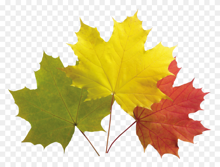 3486x2592 Autumn Leaves Png Images, Free Png Yellow Leaves Pictures - Fall Leaves Border PNG