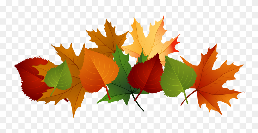 4153x1988 Autumn Leaves Png Images Transparent Free Download - PNG Leaf