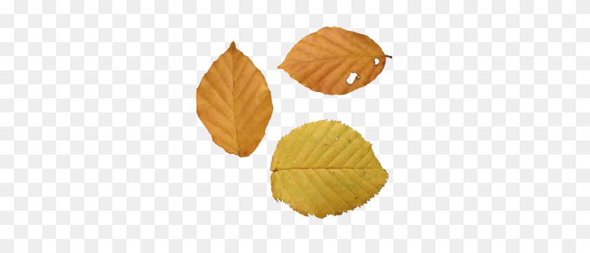 300x300 Autumn Leaves Png Web Icons Png - Tree Leaves PNG