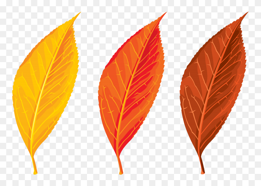 6204x4291 Autumn Leaves Set Clipart Png - Palm Tree Leaves PNG
