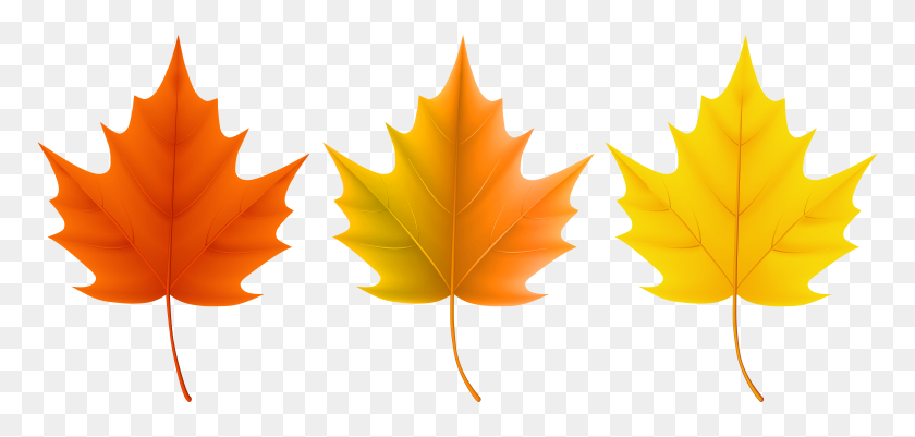 8000x3503 Autumn Leaves Set Png Clip Art - PNG Leaves