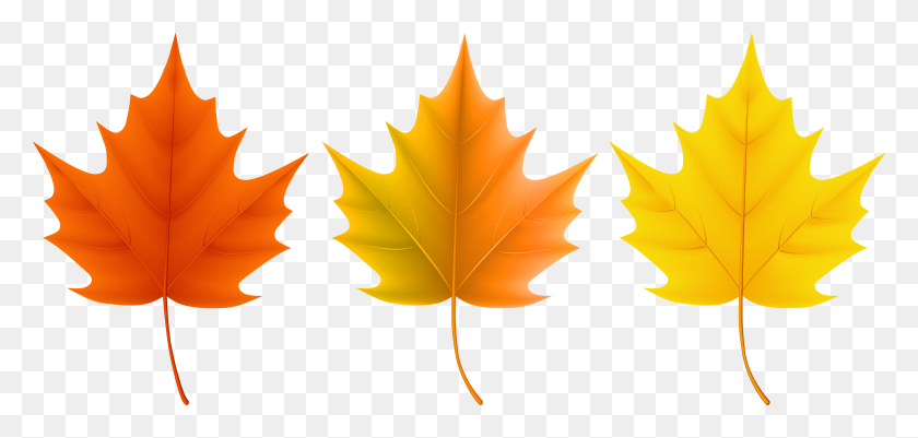 7903x3462 Autumn Leaves Set Png Clip Art Image, Is Available - Thanksgiving Leaves Clipart