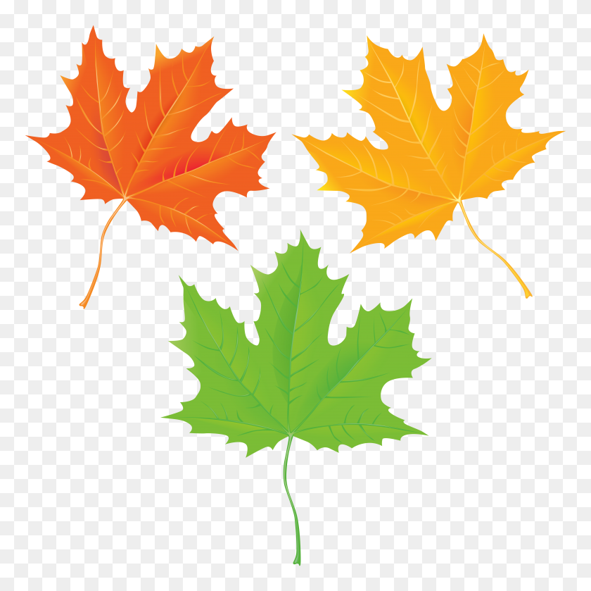 8000x7990 Autumn Leaves Transparent Clip Art - Free Fall Leaves Clip Art