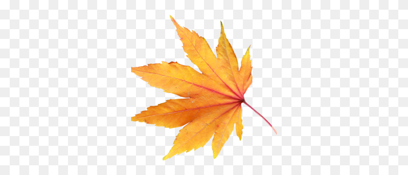 300x300 Autumn Leaves Transparent Png Image Web Icons Png - Leaf PNG Transparent