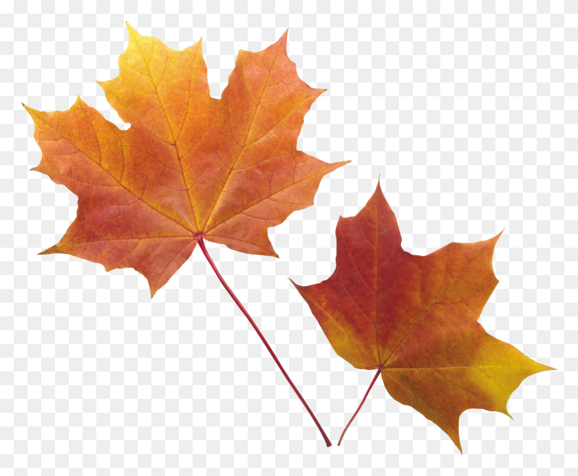 2800x2269 Autumn Png Leaf - Fall PNG
