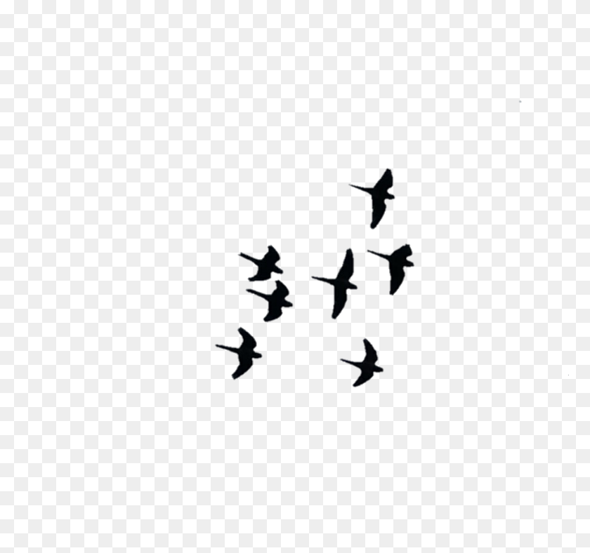 908x848 Aves Birds Volar Fly Wings Alas - Pajaros Png