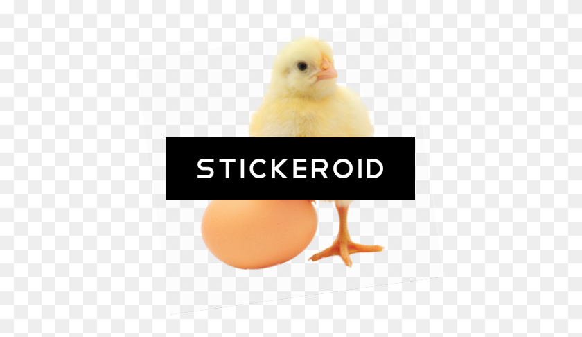 447x426 Baby Chicken Png - Baby Chick PNG