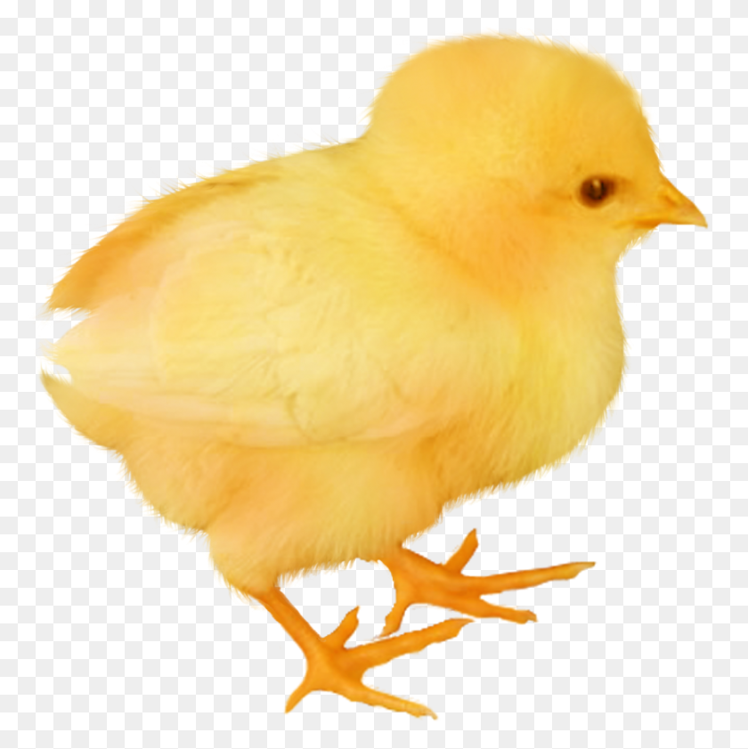 835x837 Baby Chickens Png Images For Create Picture - Baby Chick PNG