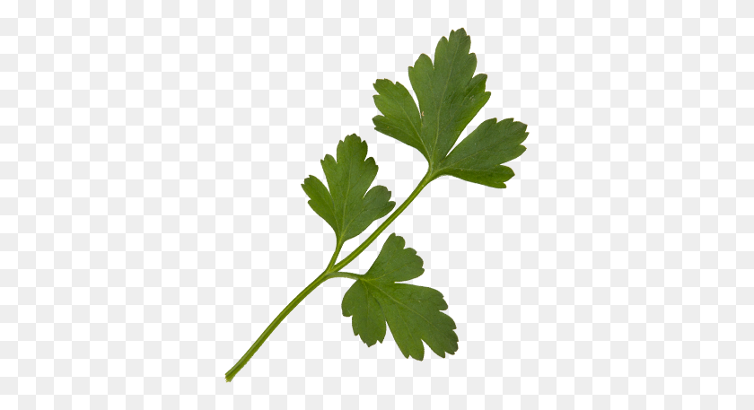 340x397 Babyleaves - Parsley PNG