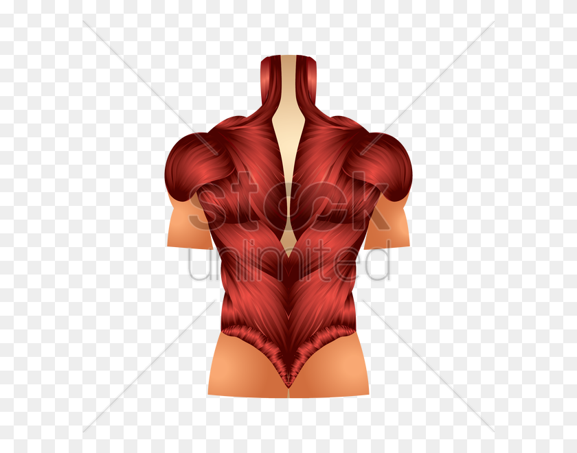600x600 Músculos De La Espalda Imagen Vectorial - Músculos Png