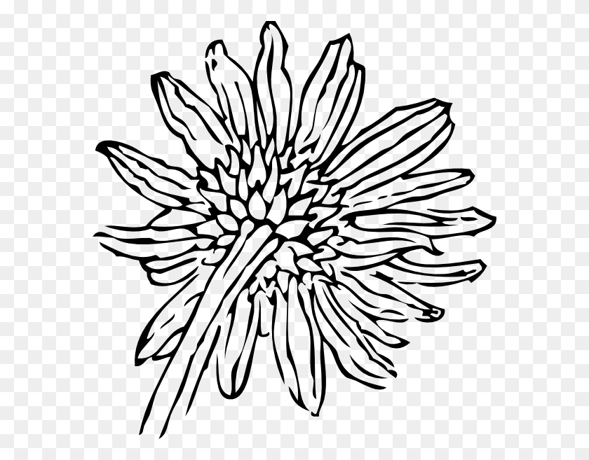 576x597 Back Of A Sunflower Clip Art - Sunflower Clipart Outline