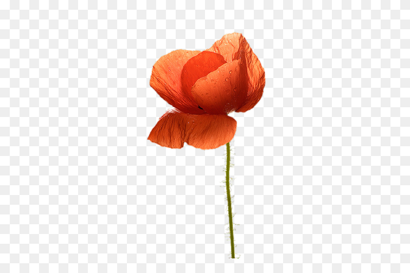 333x500 Backgrounds Psp And Flower - Poppy Flower PNG