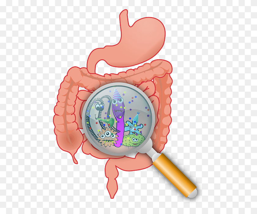 494x640 Бактерии Инфекция Мочевыводящих Путей - Мочевой Пузырь Клипарт