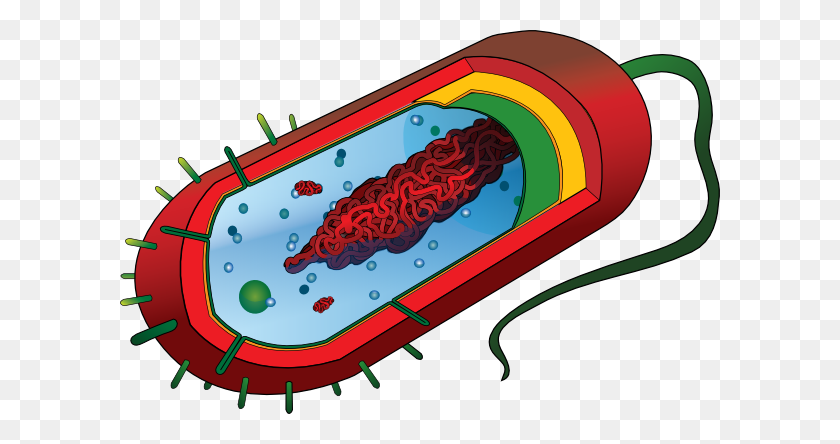 600x384 Бактериальная Клетка Без Этикеток Клипарт - Клетка Png