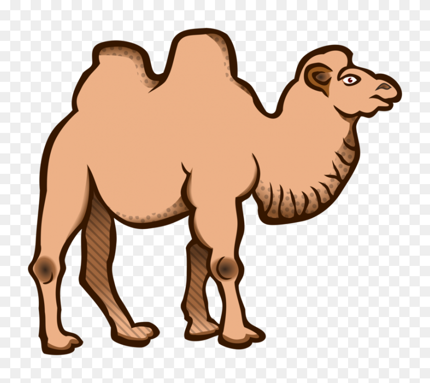 848x750 Bactrian Camel Dromedary Cartoon Download Drawing - Free Camel Clipart