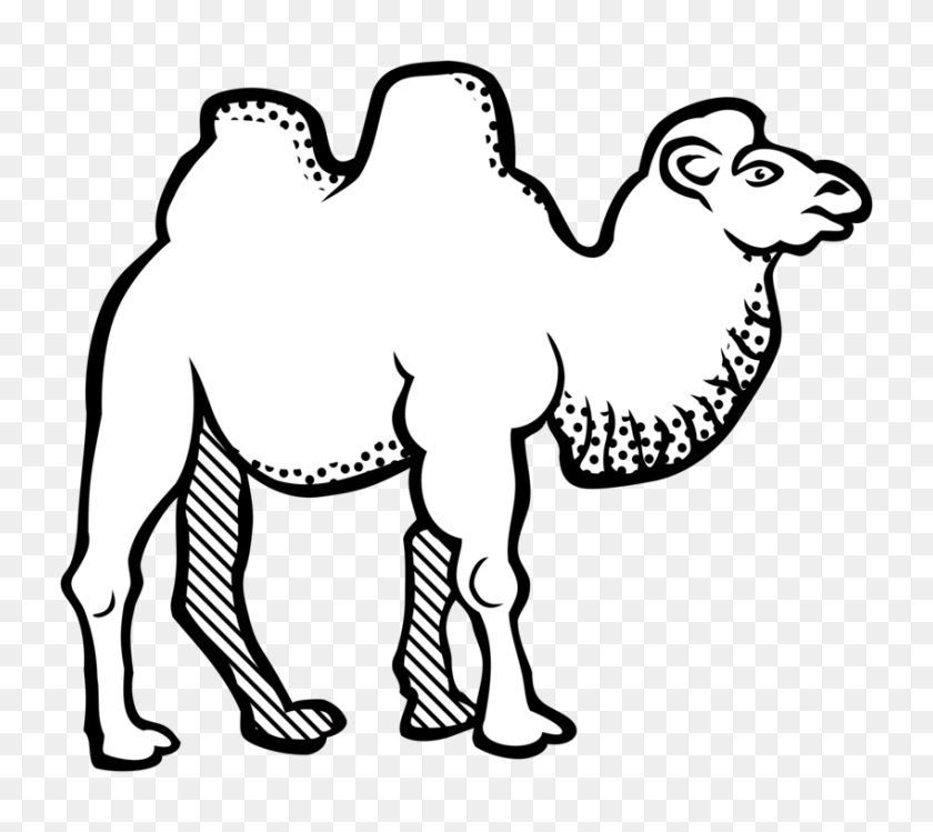 848x750 Bactrian Camel Line Art Drawing Black And White Coloring Book Free - Free Camel Clipart