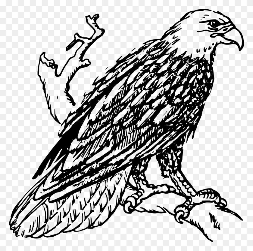 1000x996 Águila Calva - Imágenes Prediseñadas De Águila En Blanco Y Negro