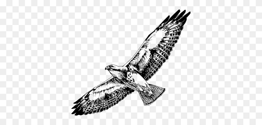 383x340 Bald Eagle Bird Black And White Hawk Eagle Accipitridae Free - Hawk Clipart Black And White