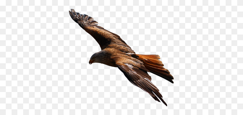 363x340 Bald Eagle Bird Of Prey Pelican - Eagle Feather Clip Art