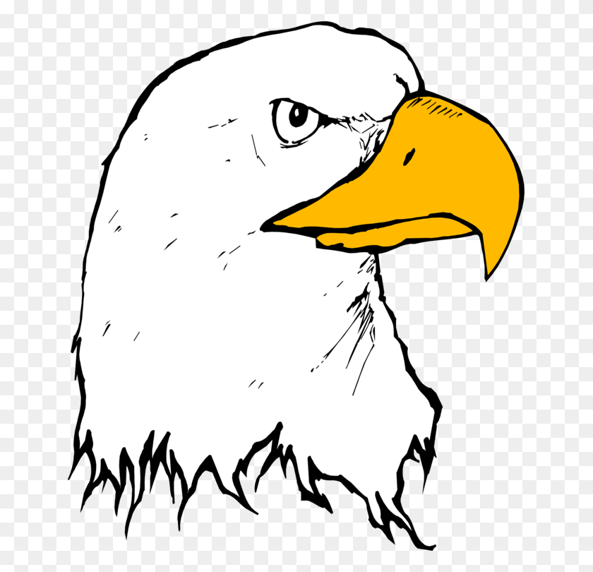647x750 Bald Eagle Bolton Crossing Drawing Cartoon - Eagle Face Clipart