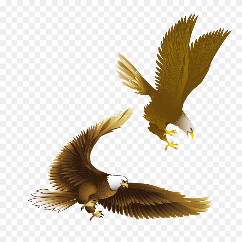 2000x2000 Bald Eagle Clipart Kite Bird - American Eagle PNG