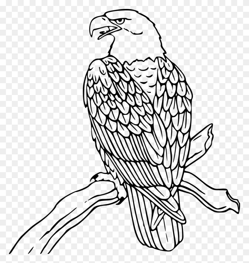 849x900 Белоголовый Орлан Клипарт Изображения Белоголовый Орлан Картинки - Гнездо Клипарт Черно-Белое