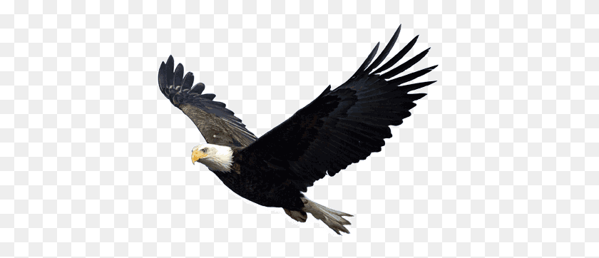 399x302 Bald Eagle Clipart Transparent Background - Bald Eagle Clip Art